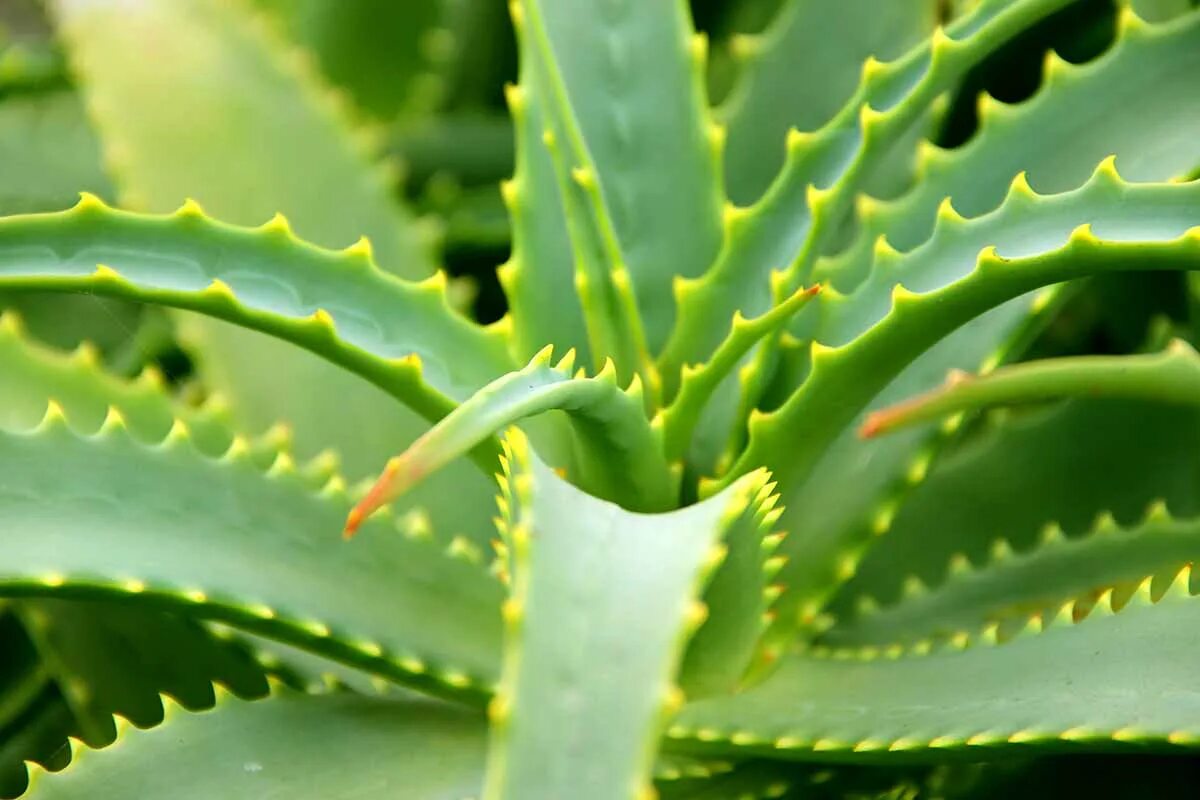 Алоэ столетник. 8 aloes