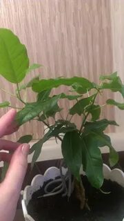 Фикус эдем из семян