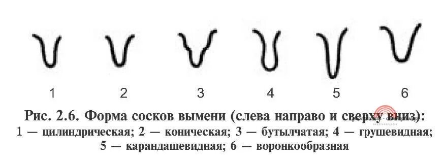 Виды сосков у девушки. Форма сосков вымени. Формы сосков у коров.