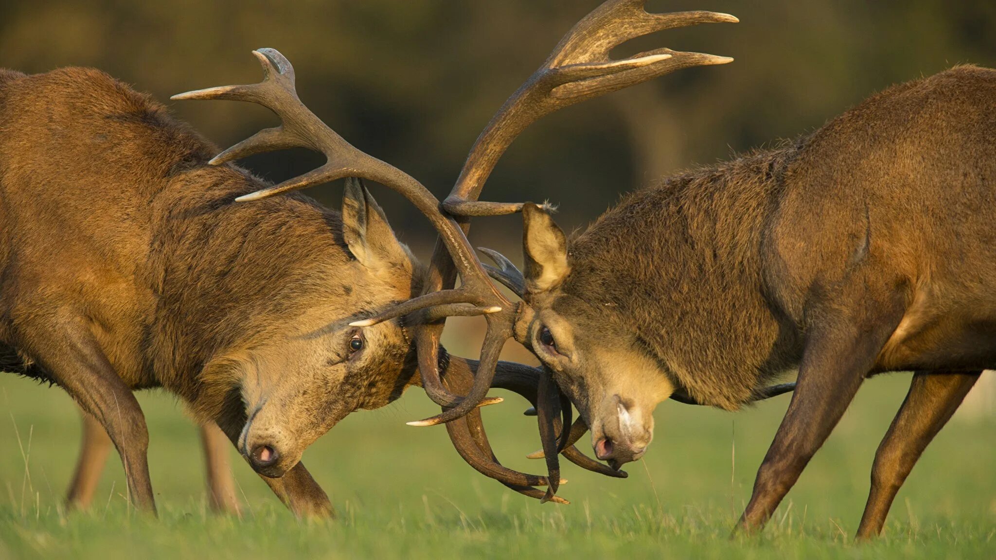 Борьба львов за прайд. Соперничество самцов. Львы дерутся. Конкуренция в дикой природе. Соперничество самцов.