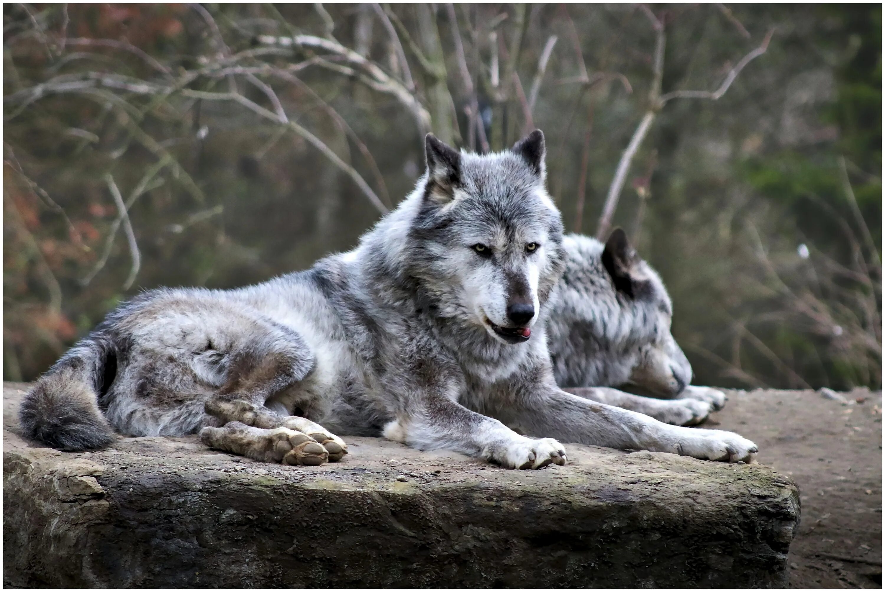 Волк обыкновенный (canis Lupus). Макензенский волк. Монгольский волк. Волк лежит.