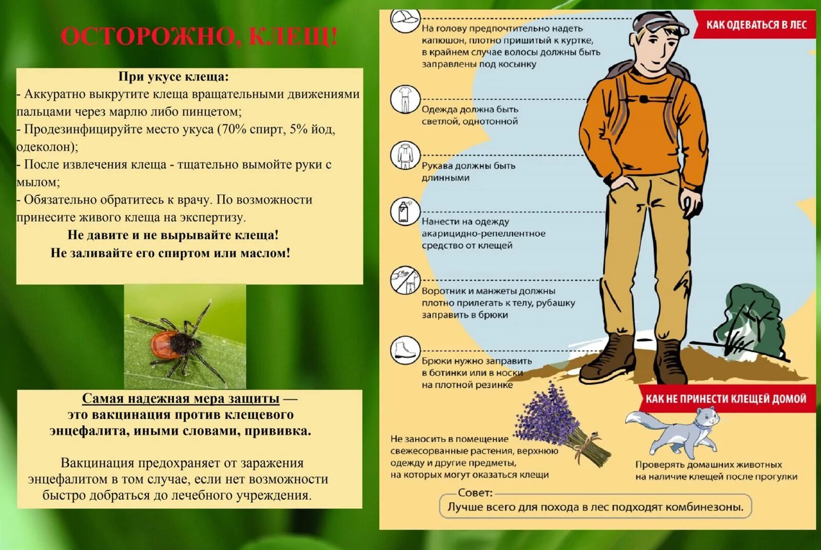 Профилактика клещевых инфекций тест. Памятка о безопасности при укусе клеща. Осторожно клещ клещевой энцефалит. Энцефалитный клещ памятка. Памятка осторожно клещевой энцефалит.