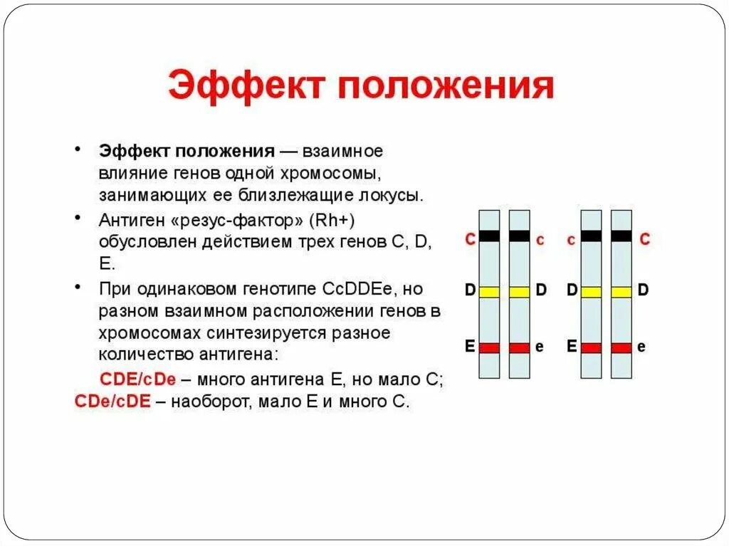 Эффект положения. Расположение генов в хромосомах. Взаимное расположение генов в хромосоме. Линейное расположение генов в хромосоме. Местоположение генов в хромосоме