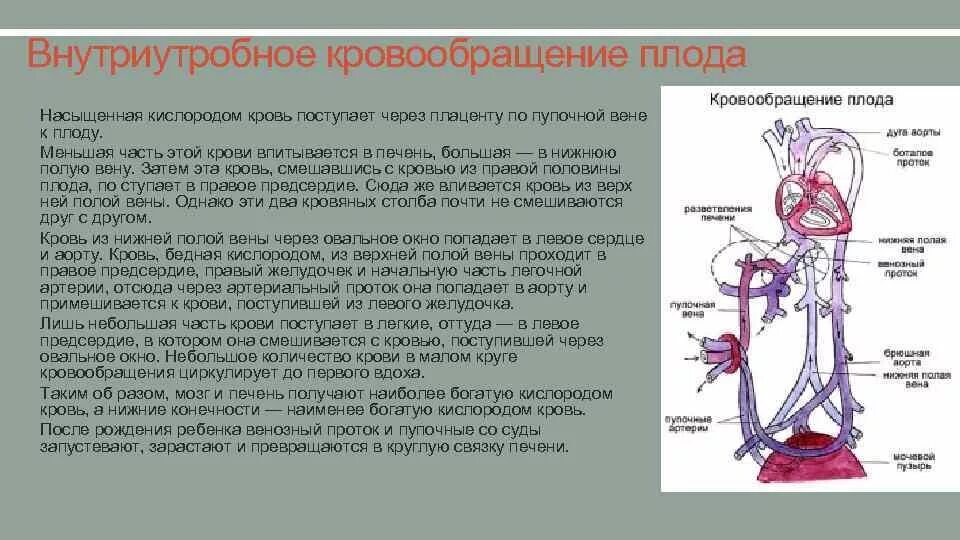 Почему кровь не смешивается. Плацентарный круг кровообращения схема. Кровообращение плода анатомия кратко. Плацентарное кровообращение плода схема. Пупочная артерия в кровообращении плода.