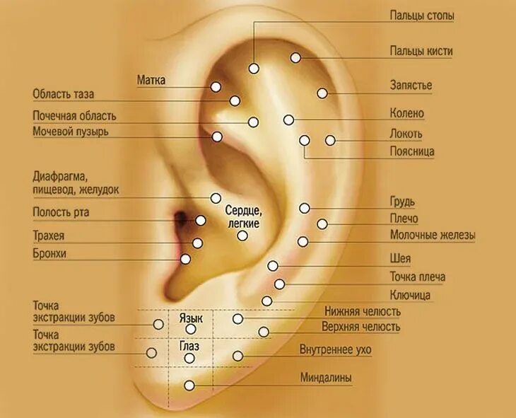 Расположение точек на ухе This is the Emotional Ear Chart for you to take a look at.