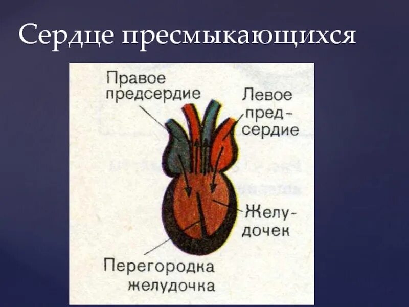 В сердце рептилий имеется. Сердце рептилий. Сердце пресмыкающегося. Пресмыкающиеся строение сердца. Сердце рептилии класс пресмыкающиеся.