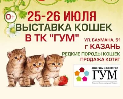 Выставка кошек казань