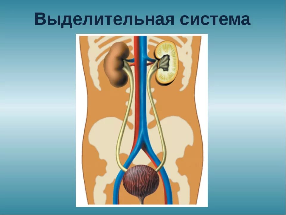 Выделительная система человека 4. Выделительная система человека. органы выделительной системы. выделительнасистема человека. выделительная система схема.