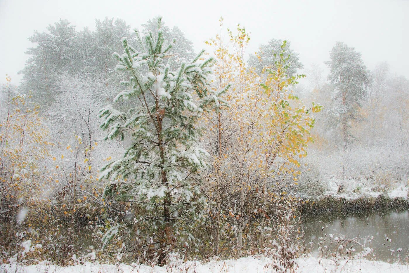 Осенние деревья в снегу. Снег в сентябре. Первый снег осенью. Снег в сентябре. Снег в сентябре.