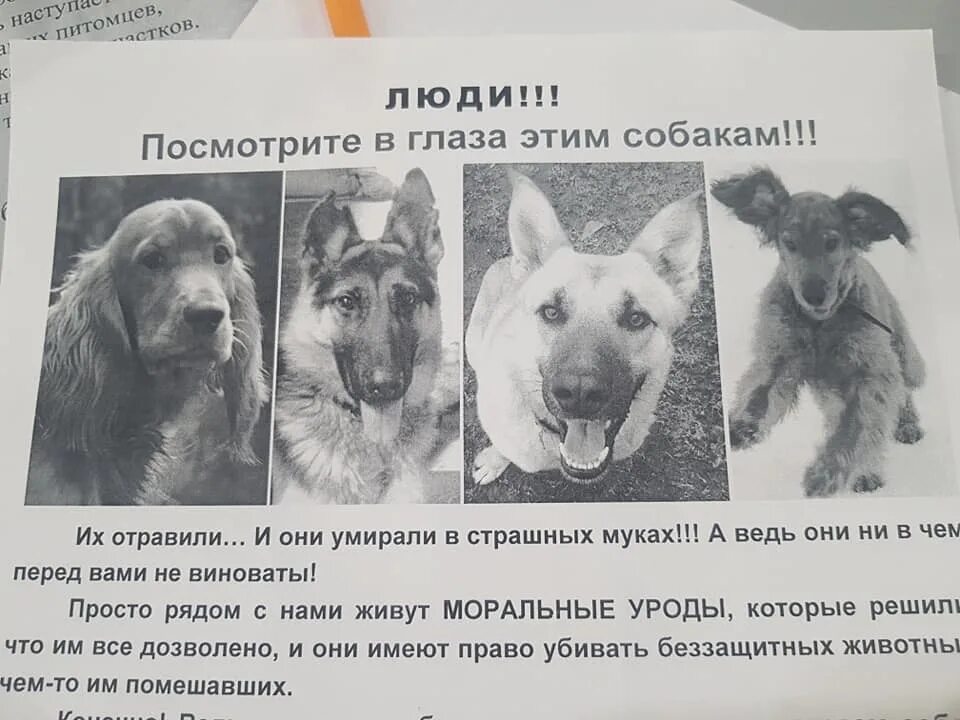 Как понять что собака умирает признаки