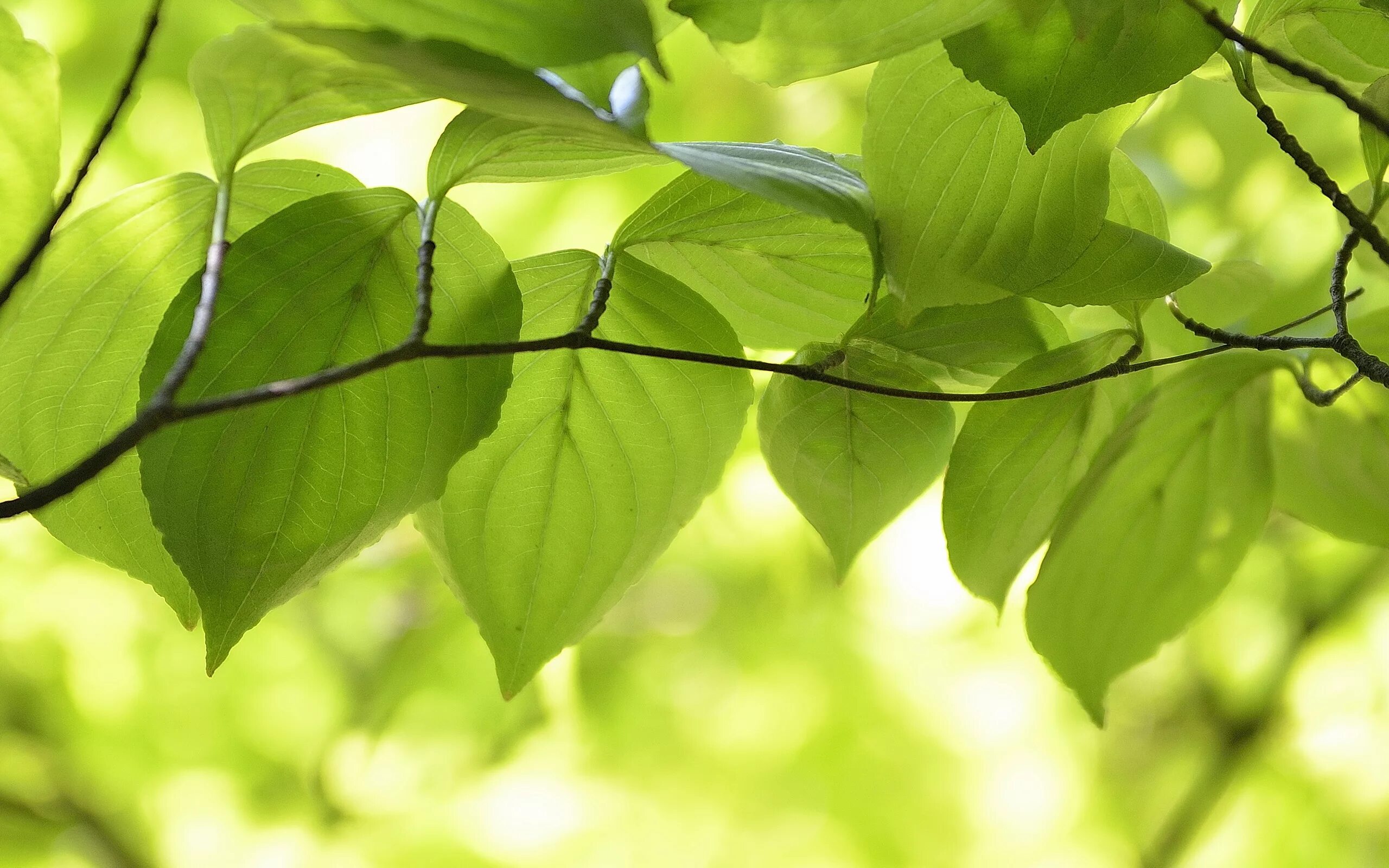 Natural leaves. Ветка с листьями. Зеленый лист. Зеленые листочки. Красивые зеленые листья.