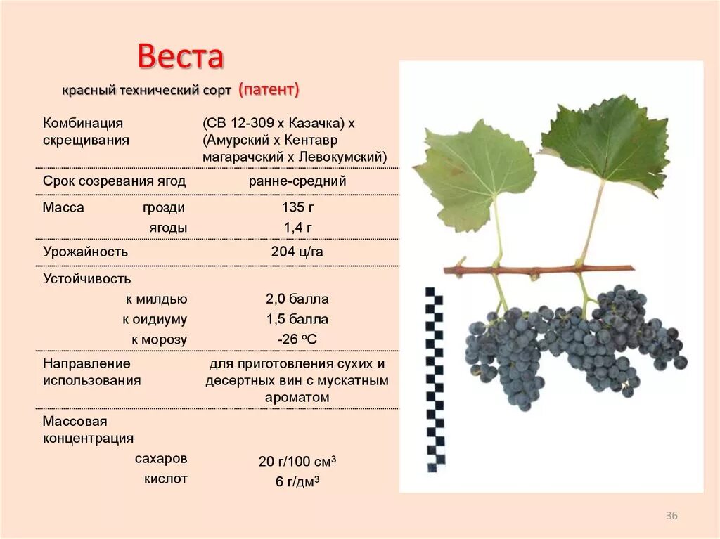 Какие сорта винограда для вина. Срок созревания винограда сорт Кодрянка. Таблица сортности винограда. Сорт винограда Альфа. Алиготе сорт винограда характеристика.