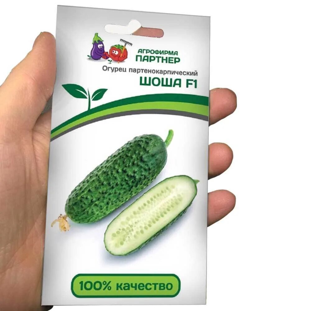 огурцы шоша цена и отзывы. огурец шоша семена. огурец шоша партнер. огурец шоша семена. огурец сорта шоша отзывы.