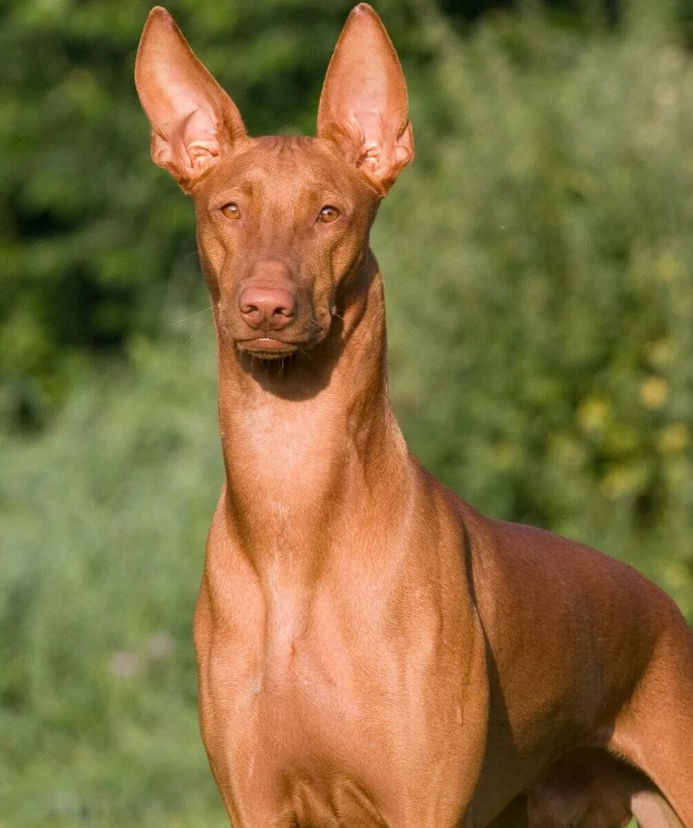Древнейшая порода. Порода собак Фараонова собака. Порода фараон хаунд. Порода собак Египетский фараон. Фараонова гончая.