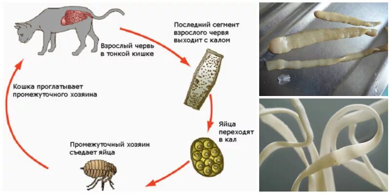 Ленточный червь у кошки. Ленточные черви цестоды у кошек. Цестоды ленточные гельминты у кошек. Паразит кошачий цепень. Паразит огуречный цепень.