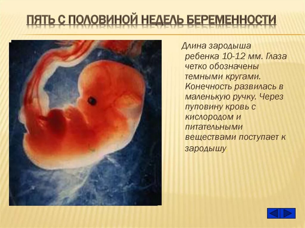 Плод на 5 неделе беременности. Эмбрион 5-6 недели беременности. Ребёнок на 5 неделе беременности. Аппетит на 5 неделе