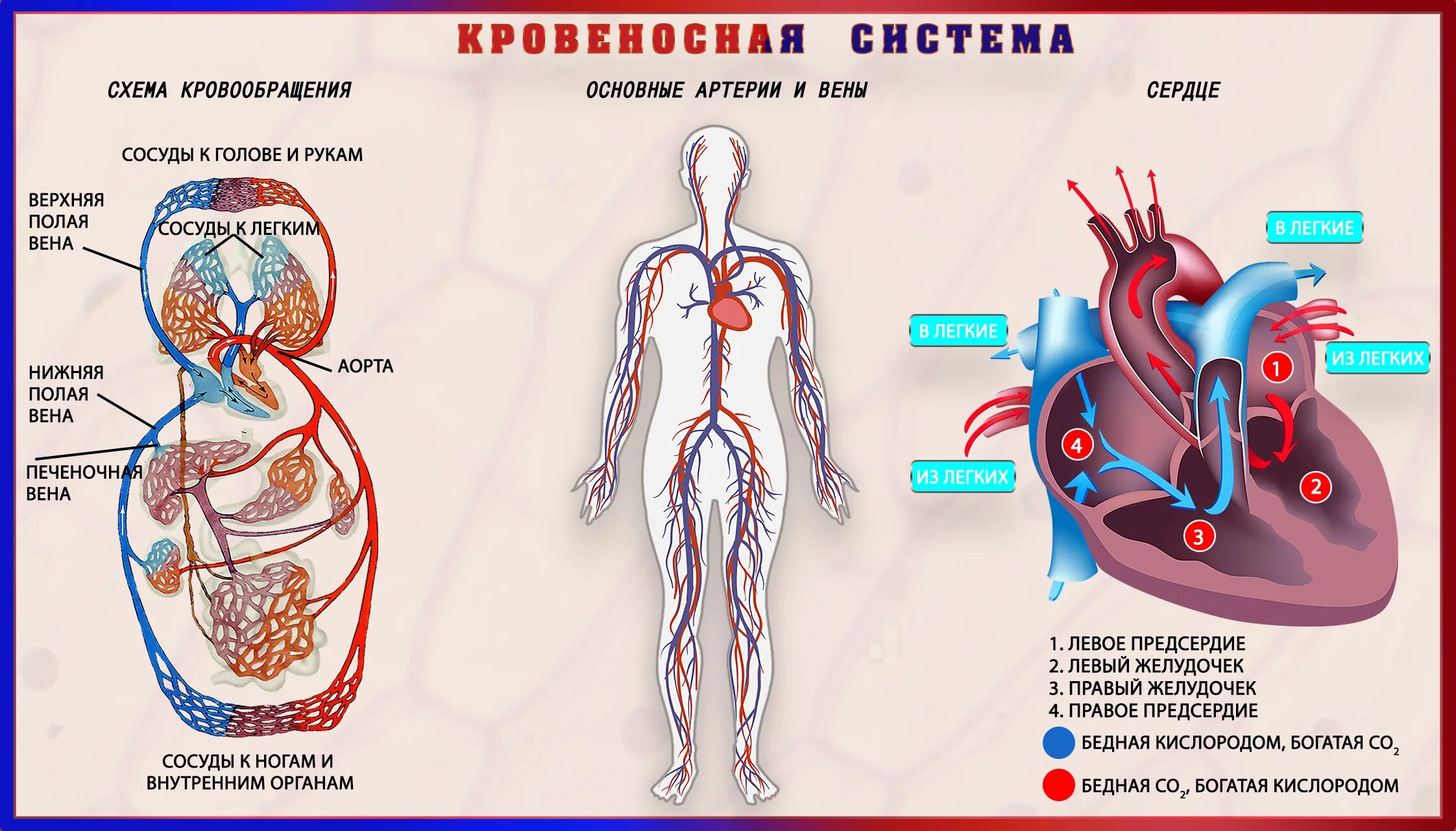 Что входит в кровообращения. Кровеносная система схема. Органы кровеносной системы схема. Система кровообращения человека схема 3 класс. Органы составляющие кровеносную систему.