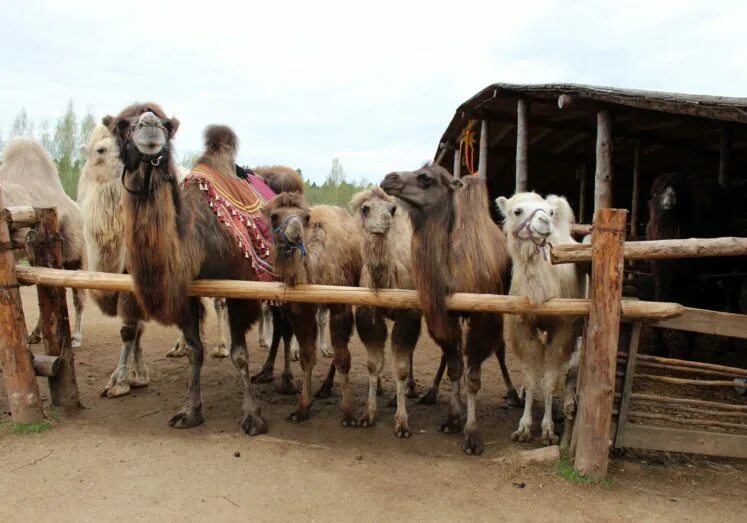 Парк кочевник хотьково. Чукотский праздник пэгытти. Кочевники москва. Этноферма кочевник сергиев посад. Кочевник сергиев посад.
