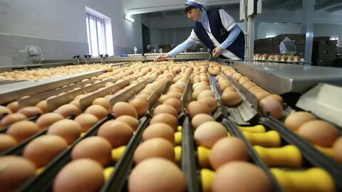 На птицефабрике упаковали 860 яиц в большие