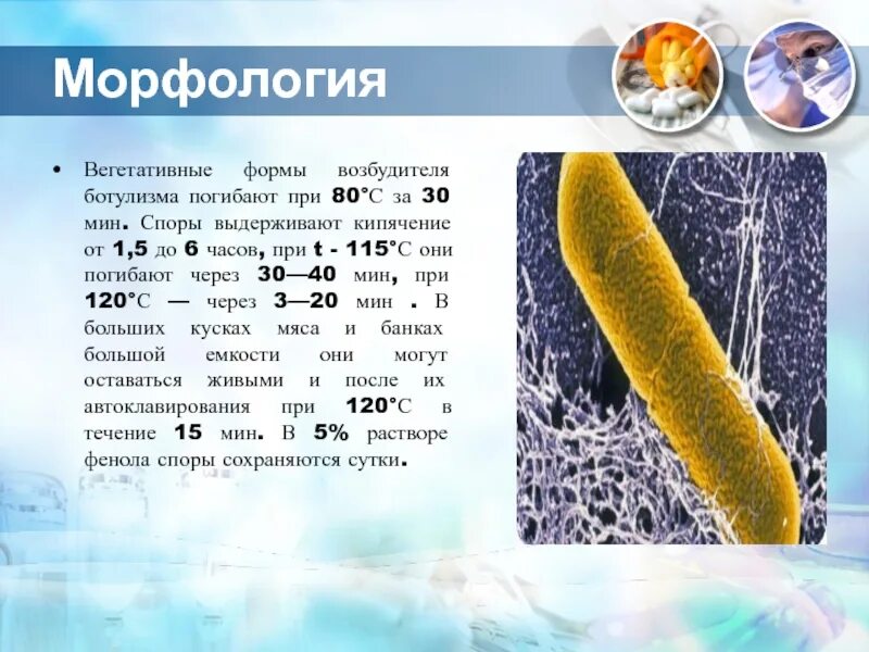 Гибнут ли. Возбудитель ботулизма форма. Споры ботулизма погибают при температуре. Споры погибают при ботулизме при. Возбудитель ботулизма образует споры.