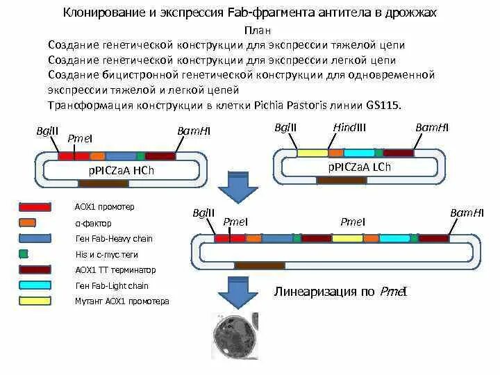 Трансляция днк схема. Создание экспрессии. Экспрессия генетического материала. Средства выражения экспрессии. Экспрессивные средства.
