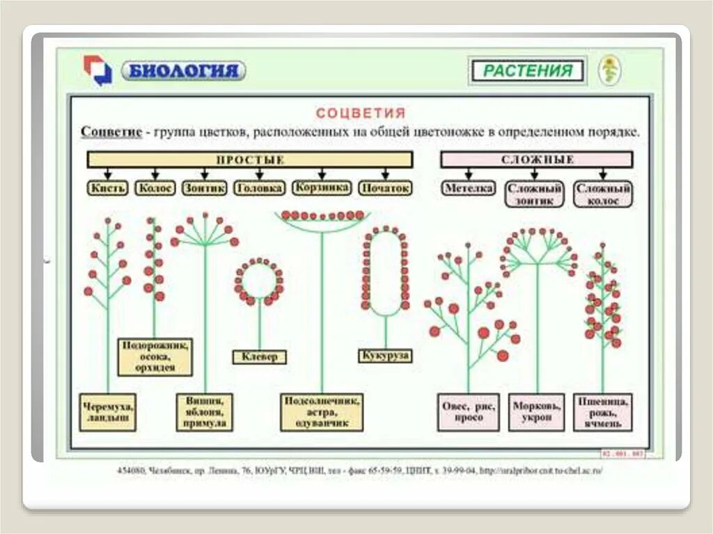 Лабораторная работа строение цветка и типы соцветий. Схема типов соцветий 6 класс биология. схемы соцветий 6 класс биология. типы соцветий с примерами 6 класс биология. схема соцветия растения биология 6 класс.