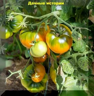 Улуру охра характеристика