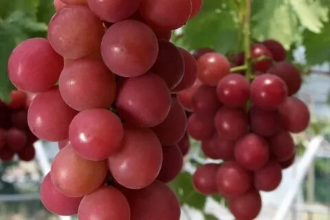 Дорогой виноград