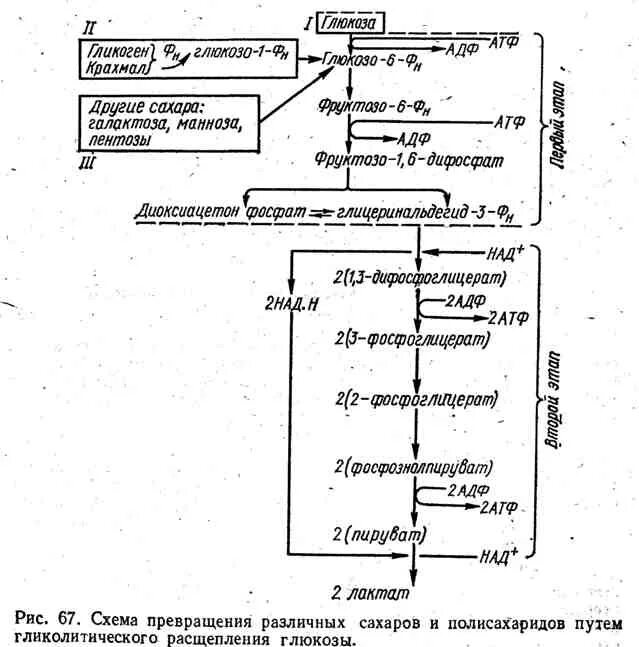 Схема этапов расщепления Глюкозы. Схема и стадии гликолитического распада Глюкозы. Общая схема расщепления Глюкозы рис 55. Общая схема расщепления Глюкозы рис 53.