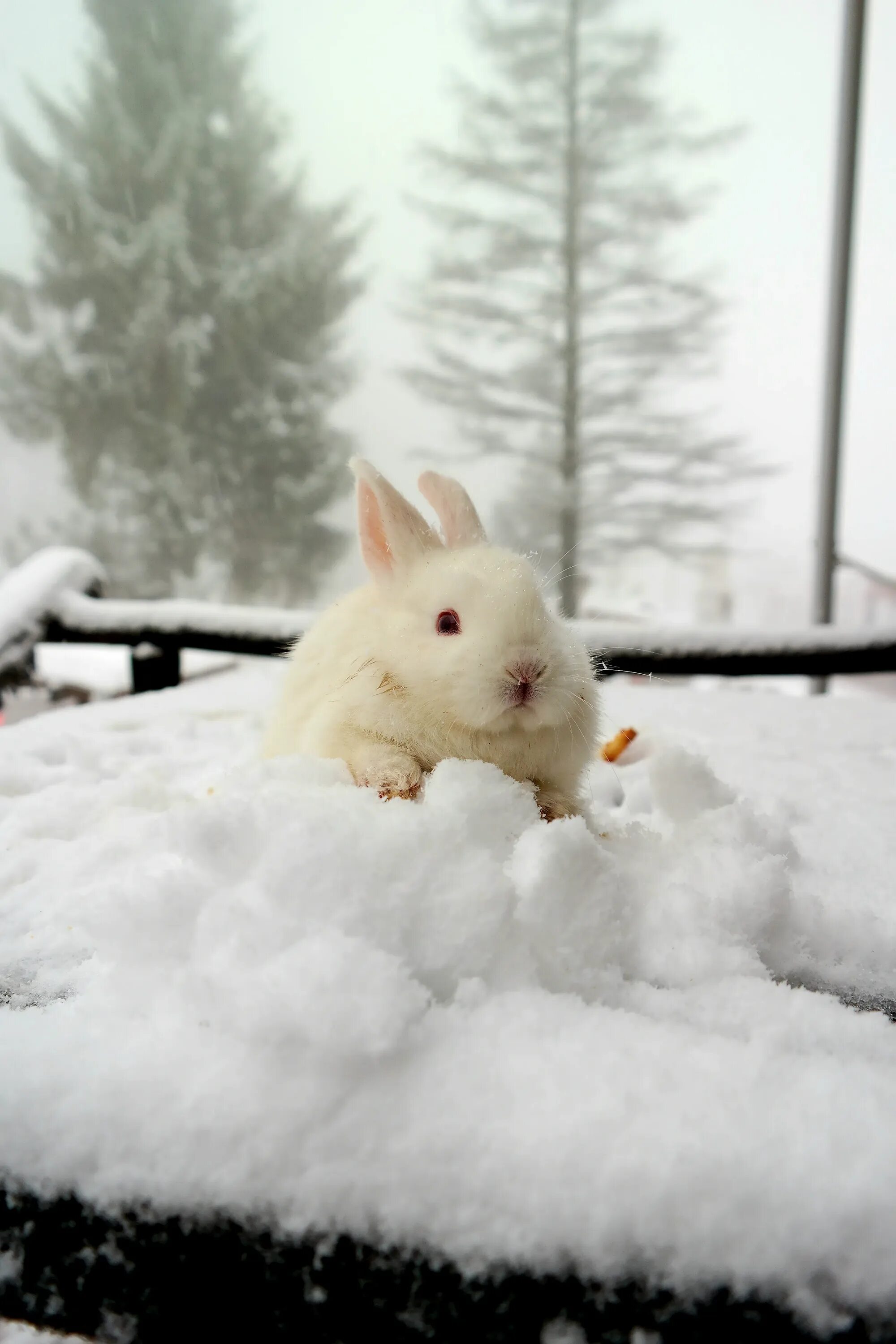 Заяц зимой. Кролик в снегу. Кролик зима. Кролик зимой. Заяц в сугробе