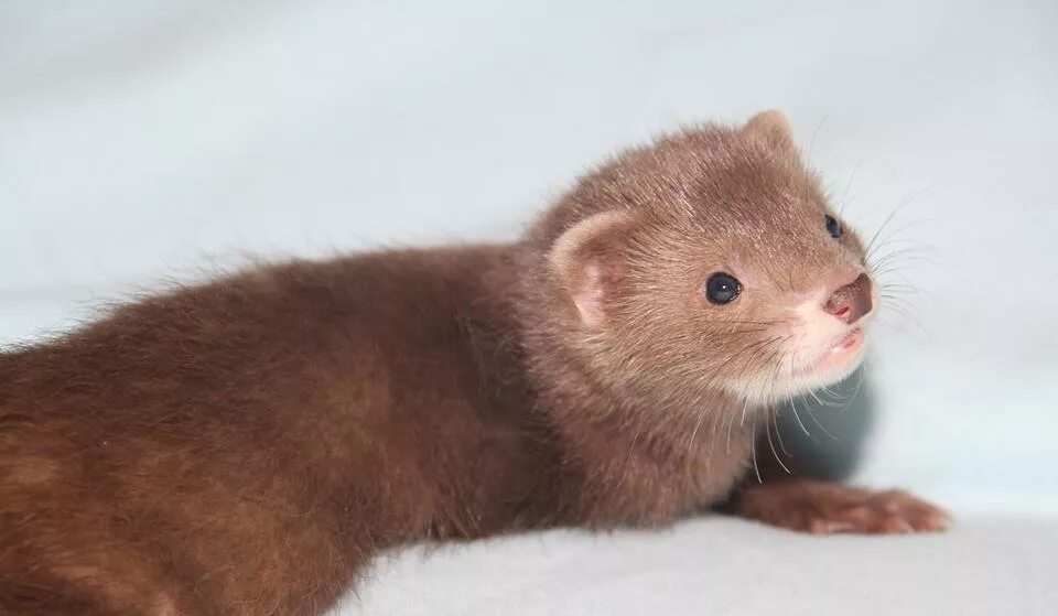 ласка хорек куница. сиамский горностай. ондатра хорек выдра. норки ласки хорьки. ласка хорек куница горностай норка.