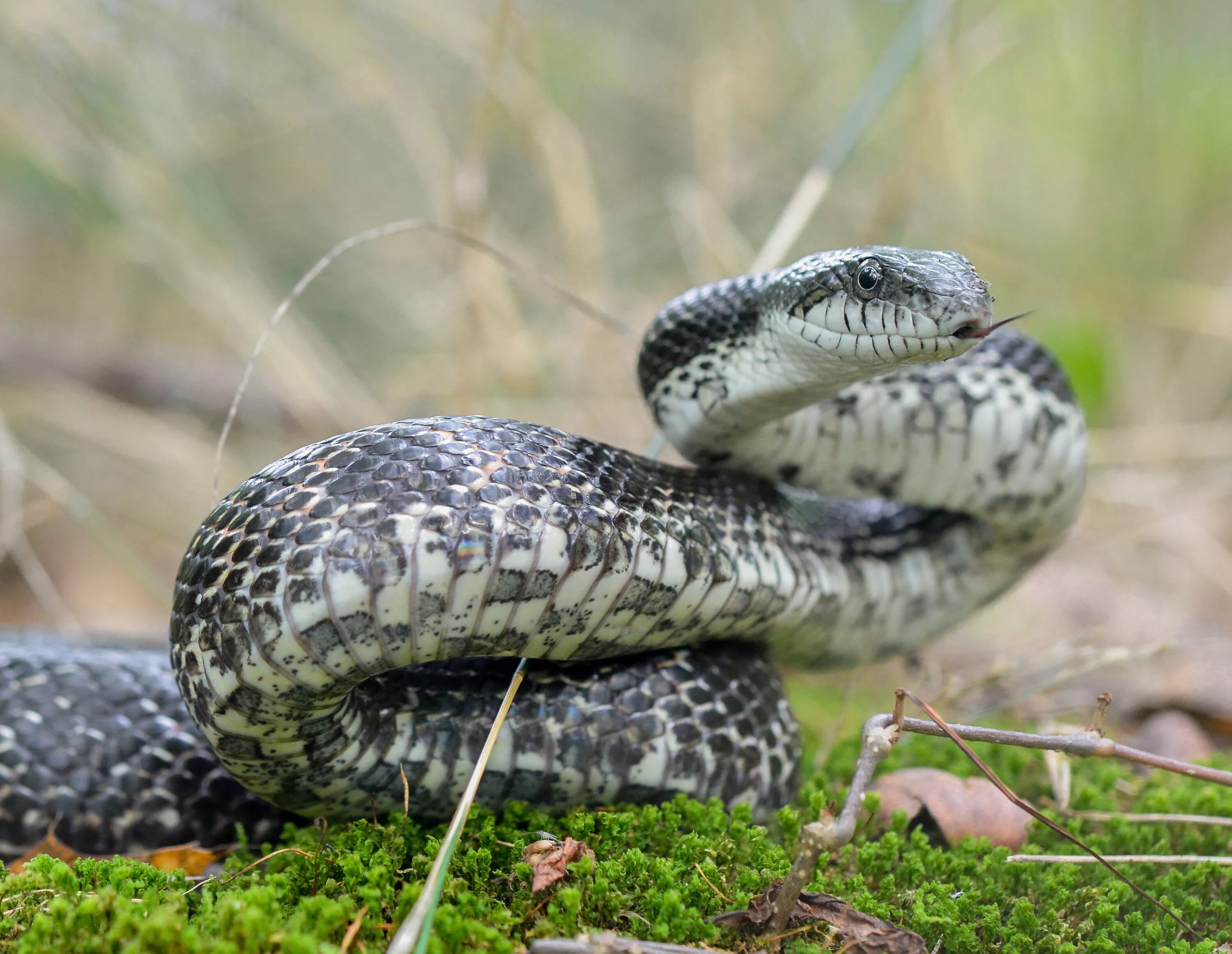 Змея грей. Серая Крысиная змея. Ratsnake. Муссурана змея.