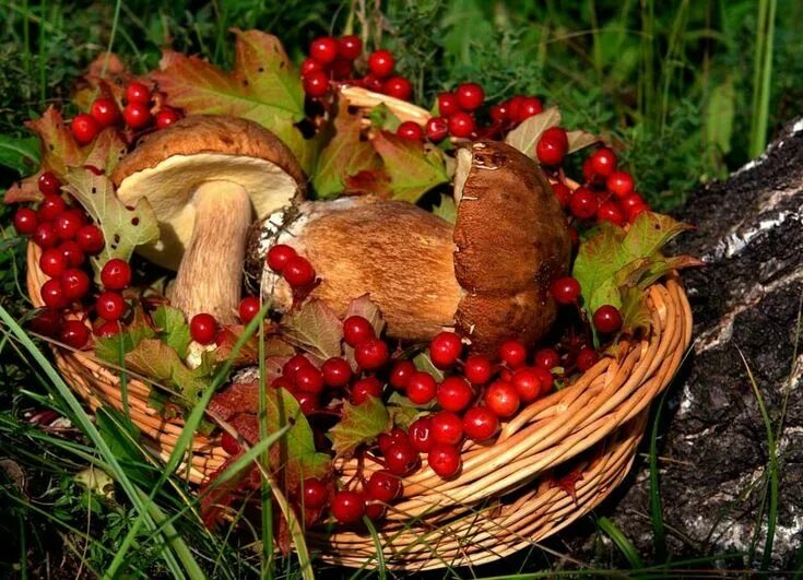 Грибы и ягоды. Осенние дары природы. Осенние грибы. Грибы осенью. Осеннее богатство