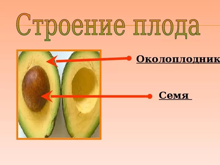 Из какой части образуется околоплодник. Строение плода околоплодник. Плод околоплодник семя. Околоплодник и семя. Из чего состоит околоплодник.