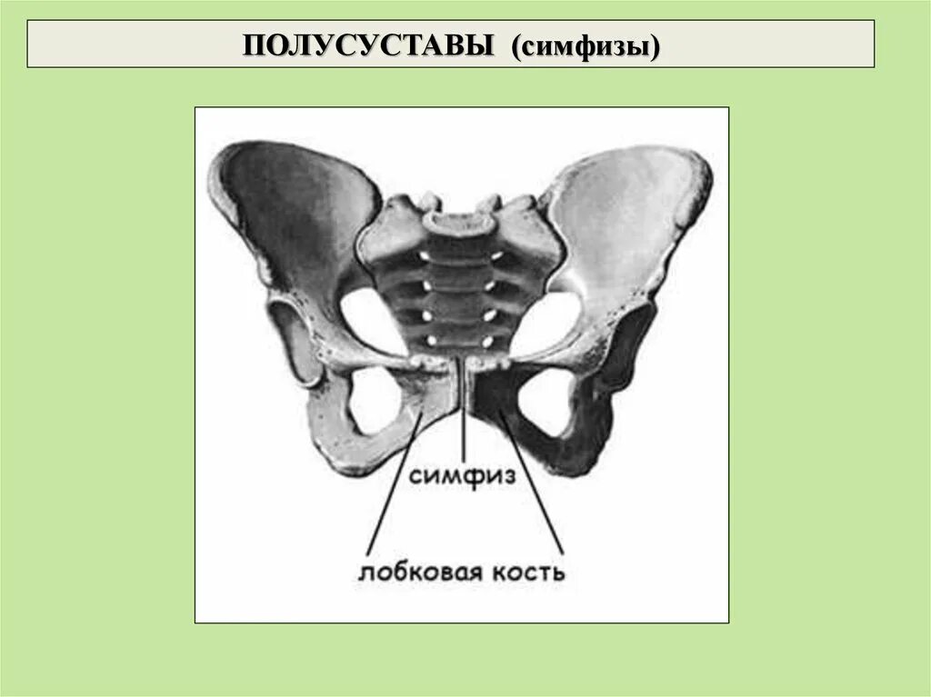 Лобковые кости соединение. Полусуставы симфизы. Лобковый симфиз соединение костей. Лобковый симфиз анатомия. Лобковый симфиз полусустав.