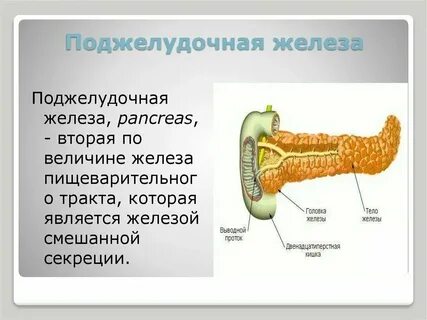 Поджелудочная железа виноград можно есть