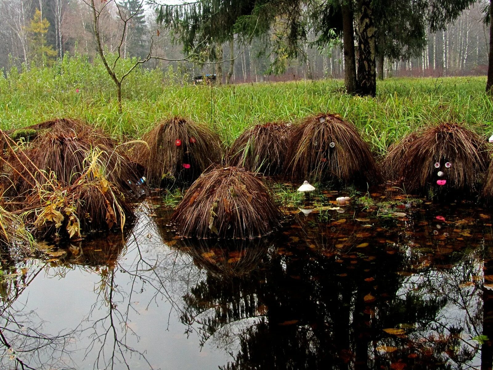 кочковые болота. болотные кочки. осока дернистая. болотные травяные кочки. болотная кочка.