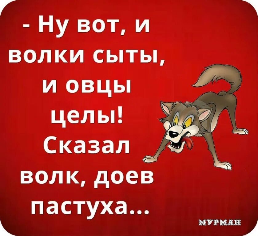 Всю жизнь овца волков. И волки сыты и овцы целы. Поговорка и волки сыты и овцы целы. Волк прикол. Волки сыты.