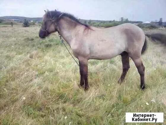 Удмуртские лошади. Удмуртский язык про лошадь. Удмуртия лошади фото. Как удмуртские лошади выглядят.