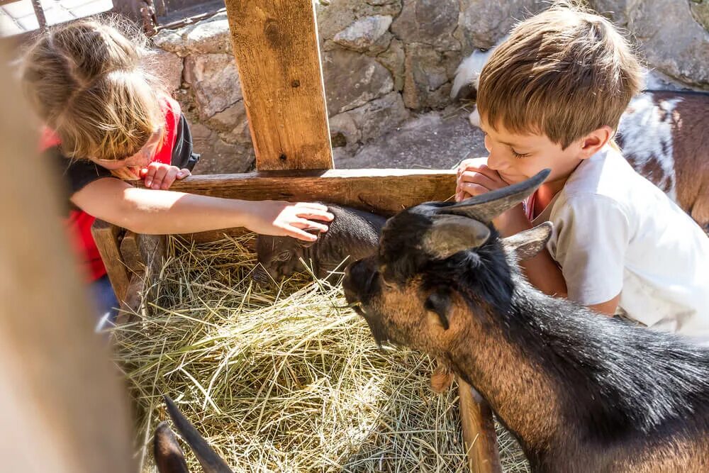 Дети ухаживают за животными. Человек ухаживает за животными. Эко ферма Бушево. Дети ухаживают за животными дикими картинки.