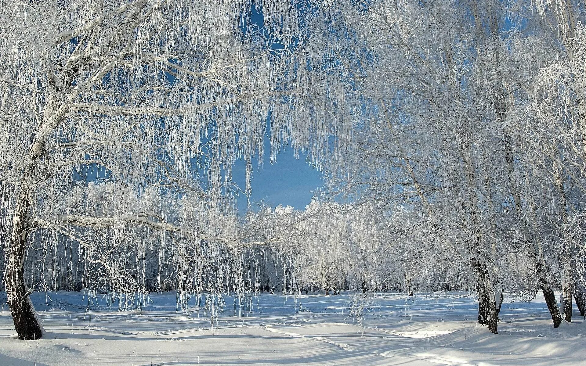 Стихотворение о зиме Есенин белая береза. Зимняя береза. Зимний лес. Красивая Снежная зима
