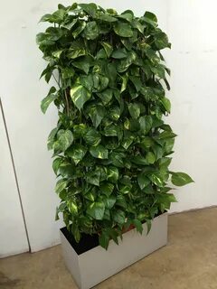 Комнатные лианы фото