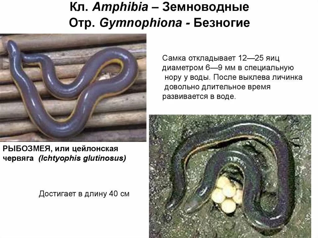 Безногие земноводные одним словом. Скелет отряд безногие. безногие земноводные строение. скелет безногих амфибий. безногие земноводные дыхание.
