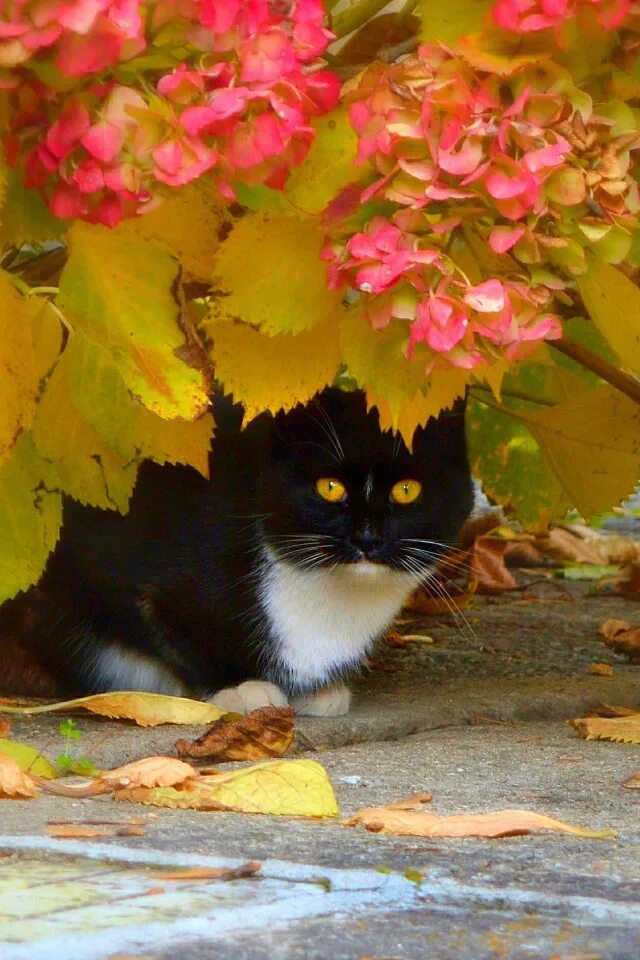 Доброе утро осень с котиками картинки. Кот осень. осенний котик. кошки осенью. котик в осенней листве.