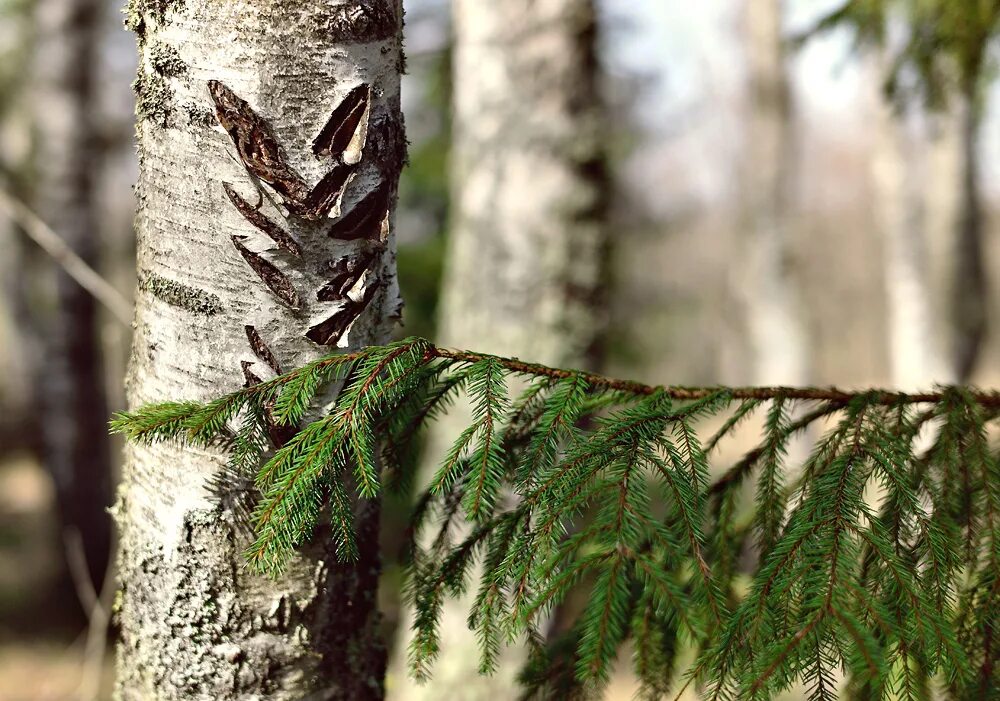 Ель и береза. Дерево для детей. Березово сосновый лес. Ель высокая. Елка береза.