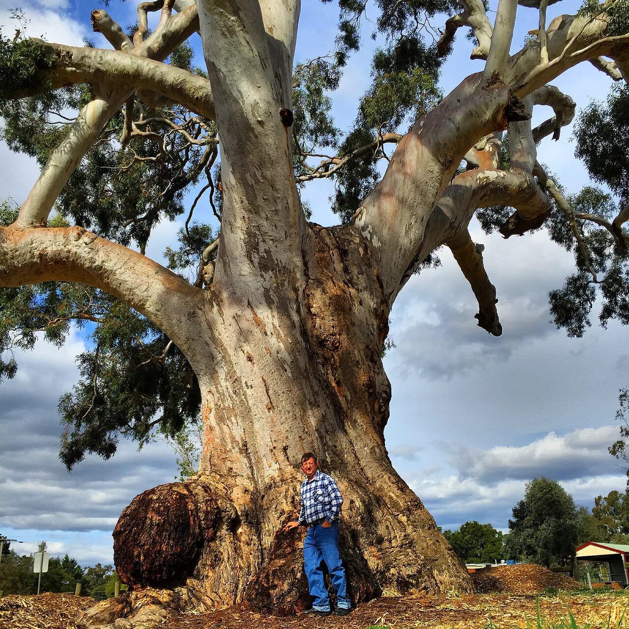Дерево 6 метров. Эвкалипт царственный Тасмания. Эвкалипт царственный в Австралии. Австралийский эвкалипт 150 метров. Эвкалипт царственный Центурион.