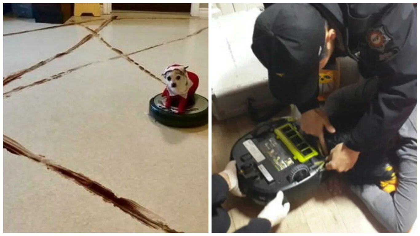 Робот пылесос и собака. Робот пылесос размазал. Собачка на роботе пылесосе. Смешной робот пылесос.
