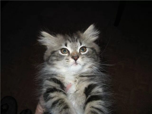 забрать в хорошие руки котенка. отдам котят даром спб. кошечку в хорошие руки. открыть авито котята даром. отдам котят в добрые руки.