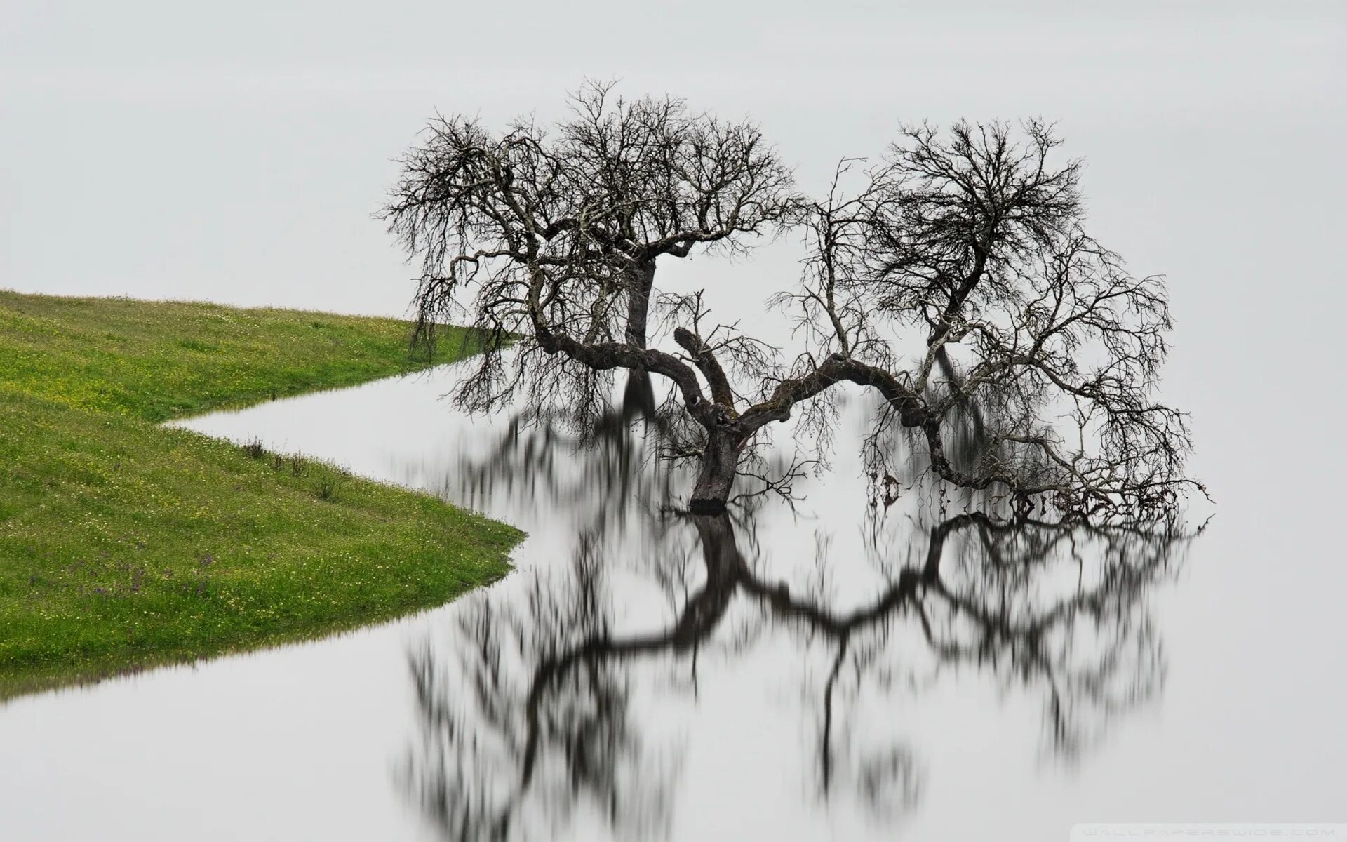 Watered the trees