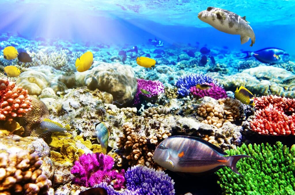 Коралловые рифы в хургаде. Риф Шарм-Эль-Шейх. Подводный риф Шарм-Эль-Шейх. Красное море риф Шарм Эль Шейх. Коралловый риф в Шарм Эль Шейхе.